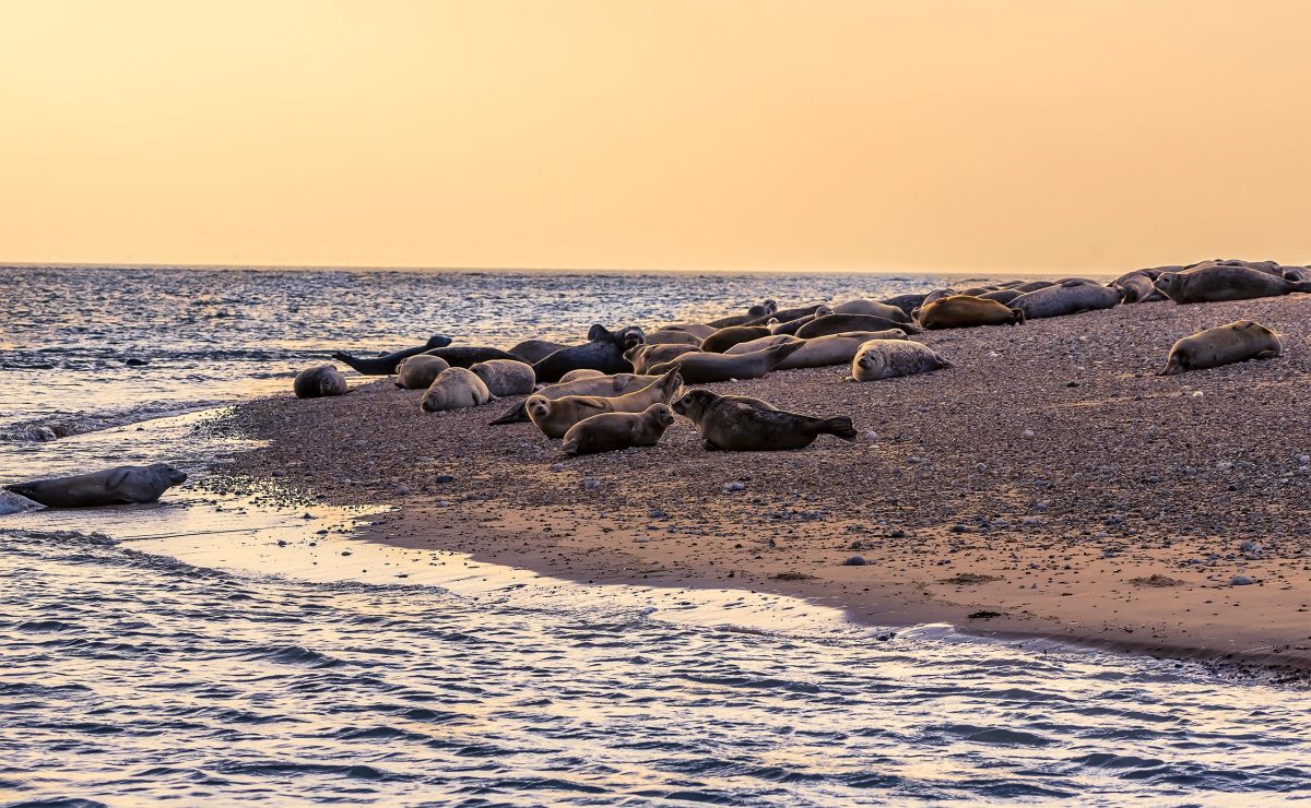 Seals on the beach in North Norfolk