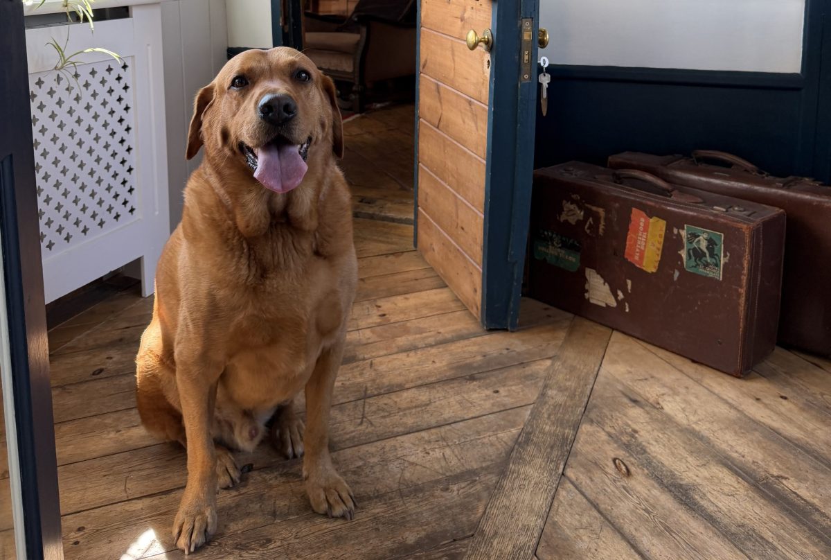 Bruce the dog in the Railway Hotel Burnham Market